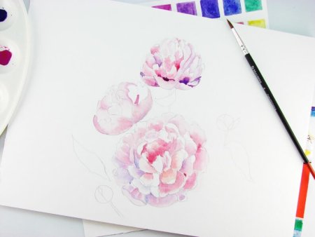 Раскраска цветы красивые пионы