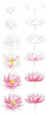 Пион рисунок карандашом для детей