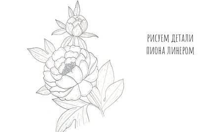 Пионы акварелью поэтапно