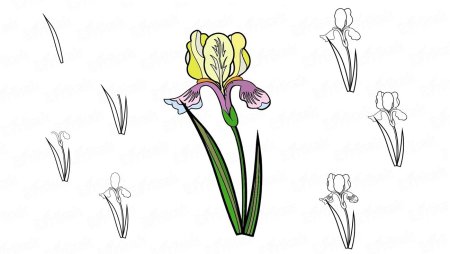 Поэтапное рисование ириса