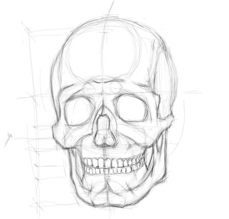 Череп для рисования