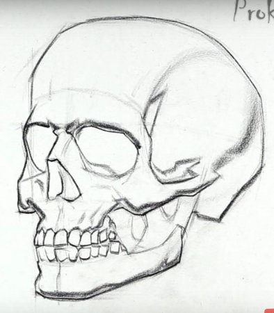 Череп туториал анатомия