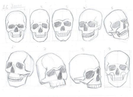Череп для срисовки