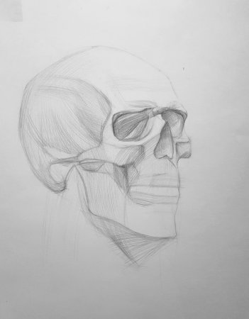 Этапы рисования черепа