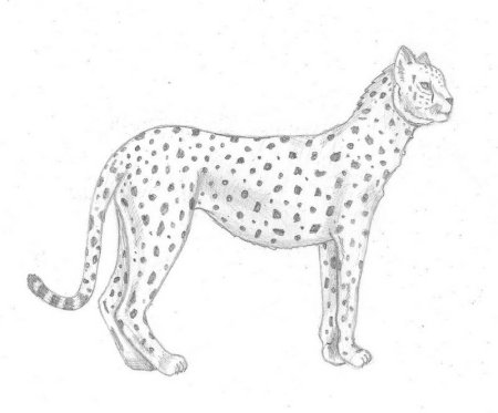 Гепард рисунок карандашом