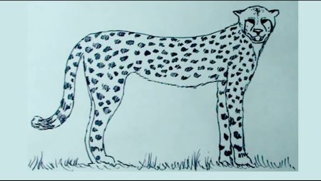 Гепард рисунок легкий