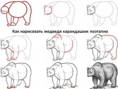 Как нарисовать медведя