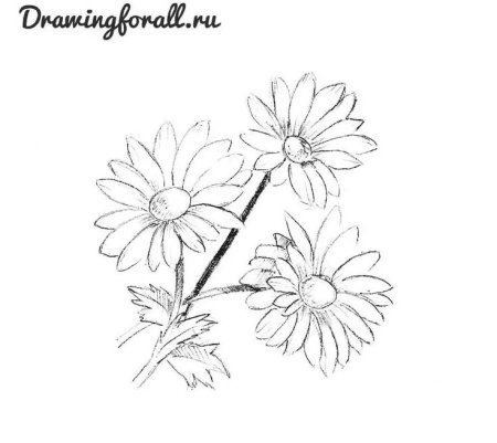 Букет цветов карандашом для срисовки