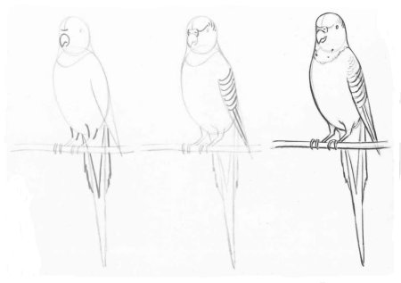 Рисунки попугая для начинающих (48 фото)