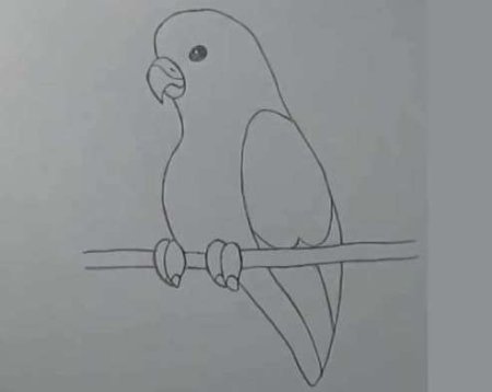 Попугай срисовка легкие