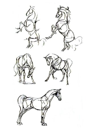 Зарисовки лошадей