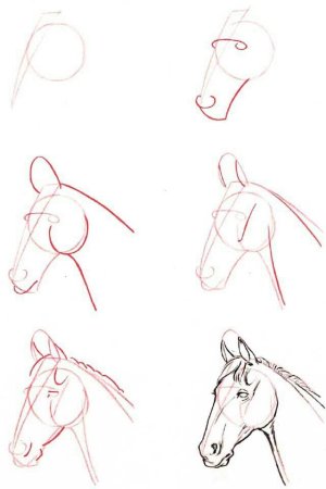 Поэтапное рисование коня