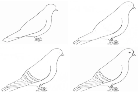 Поэтапное рисование голубя