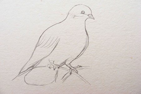 Голубь рисунок карандашом