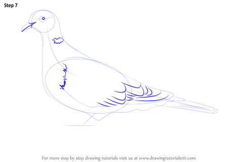 Туториал по рисованию голубей