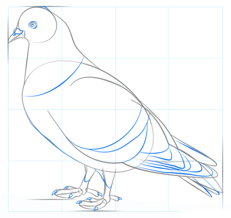 Голубь для рисования