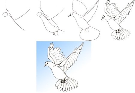 Нарисовать голубя карандашом поэтапно для начинающих