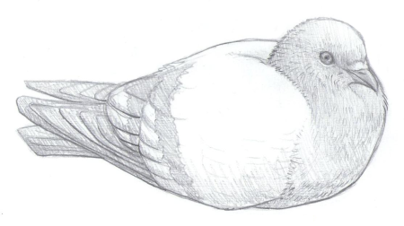 Рисунки птиц для срисовки