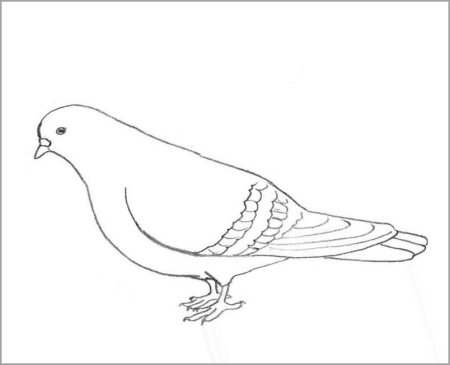 Голубь раскраска