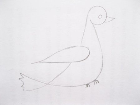 Голубь рисунок карандашом для начинающих