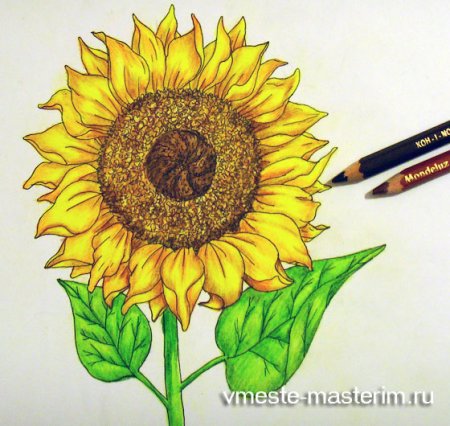 Подсолнух из цветных карандашей