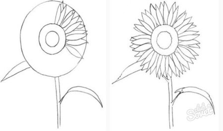 Нарисовать подсолнух поэтапно