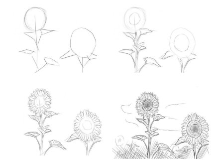 Поэтапное рисование подсолнуха