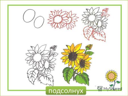 Рисунок подсолнуха карандашом для начинающих