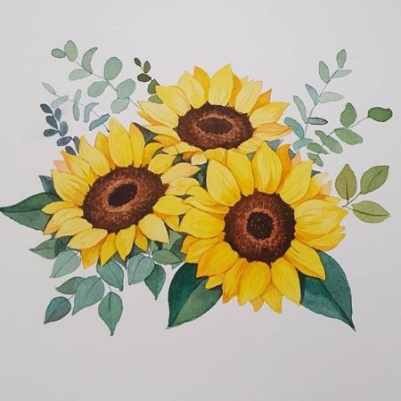 Подсолнухи цветными карандашами