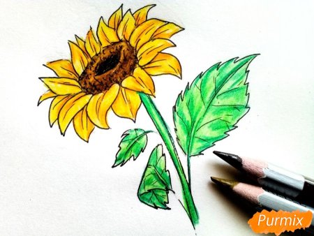 Рисование подсолнух