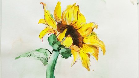 Подсолнух рисунок пошагово