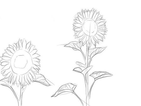Нарисовать подсолнух карандашом