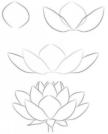 Рисунки карандашом цветы для начинающих