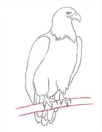 Как нарисовать орла поэтапно