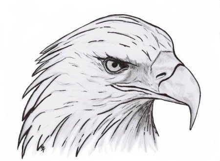 Нарисовать орла карандашом