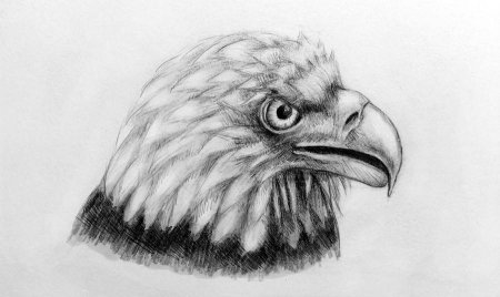 Орел карандашом