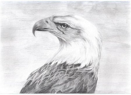 Орел карандашом