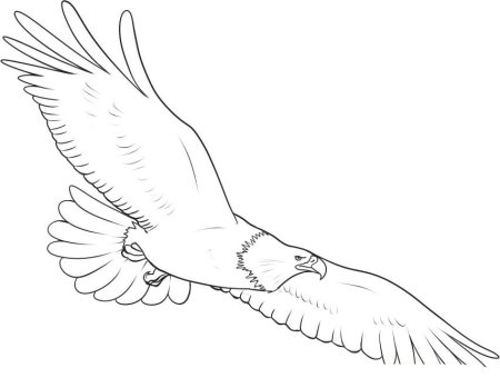 Нарисовать орла карандашом