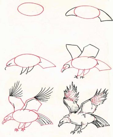 Поэтапное рисование орла