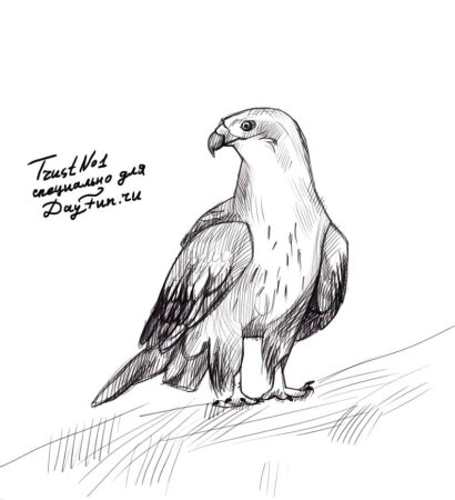 Коршун рисунок карандашом