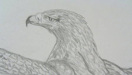 Беркут рисунок карандашом