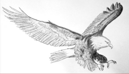 Рисунок орла простым карандашом