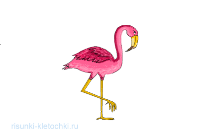 Фламинго поэтапно карандашом