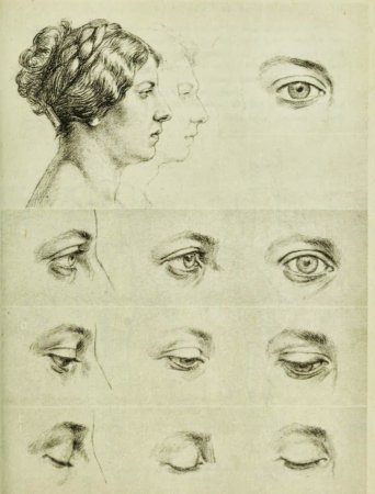 Готфрид Баммес анатомия носа