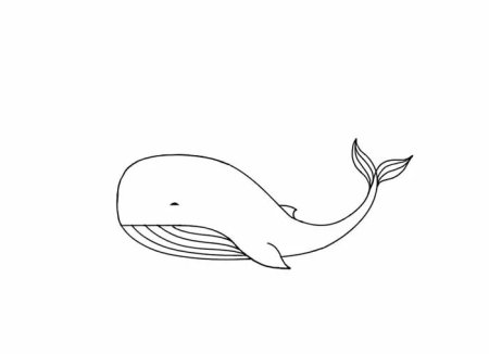 Рисунок кита для начинающих (49 фото)