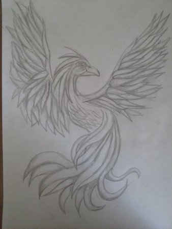 Рисунки карандашом Феникс красивые