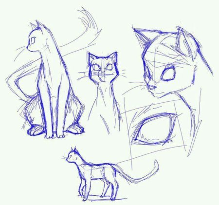 Коты Воители анатомия для рисования