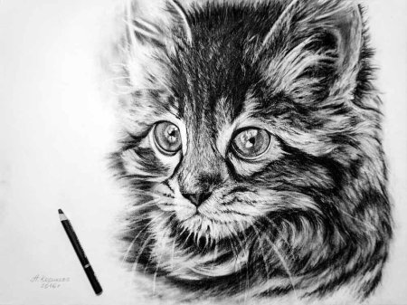 Котенок углем