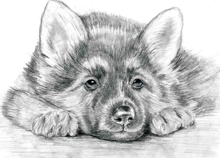 Рисунки карандашом