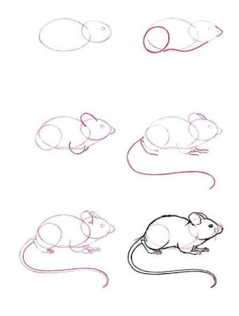 Поэтапное рисование мышки